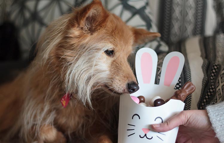 Ginger and white dog sniffs easter chocolate treats held by his owner