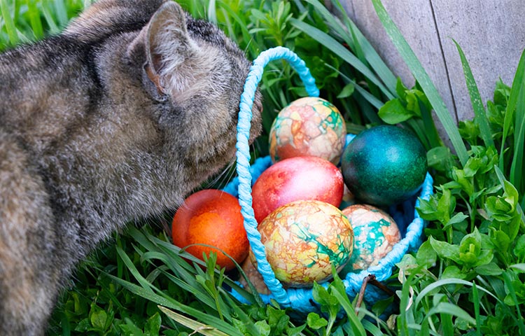 Close-up of a tabby cat sniffing at a basket of Easter eggs on the grass outside